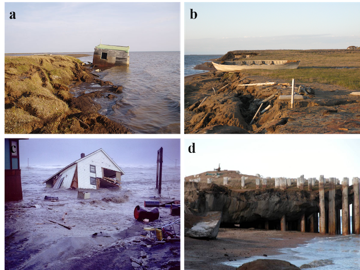 Figure 2. Permafrost coastal erosion, storm surge flooding, and coastal permafrost thaw impacts:  (a) coastal erosion results in the loss of a subsistence fishing cabin in 2005 (photo: Benjamin M. Jones) and (b) cultural sites along the Beaufort Sea coast in Alaska in 2007 (photo: Benjamin M. Jones); (c) housing and infrastructure at Utqiaġvik are lost during a storm surge in 1963 (photo source: NARL Archive); and (d) coastal erosion and permafrost degradation impacts a legacy oil exploration well head alon