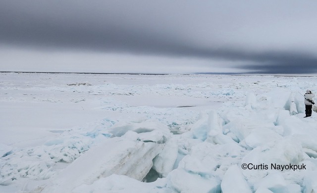 An open lead in the sea ice near Shishmaref, Alaska on 19 May 2017. Photo courtesy of Curtis Nayokpuk.