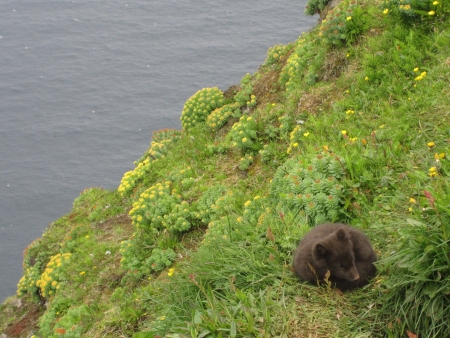 Figure 3. An arctic fox pup waits outside the den in Hornstrandir Nature Preserve. Photo courtesy of Juliann Schamel.