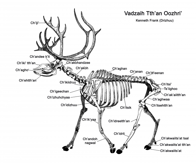 Caribou bone names in Gwich&#39;in, by Kenneth Frank. Sketch courtesy of Lee Post.