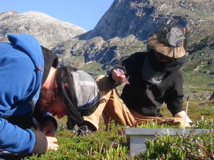 Figure 4: Field work in the Nuuk area, Greenland. Researchers perform detailed vegetation analyses. Images courtesy of Magnus Kramshøj.