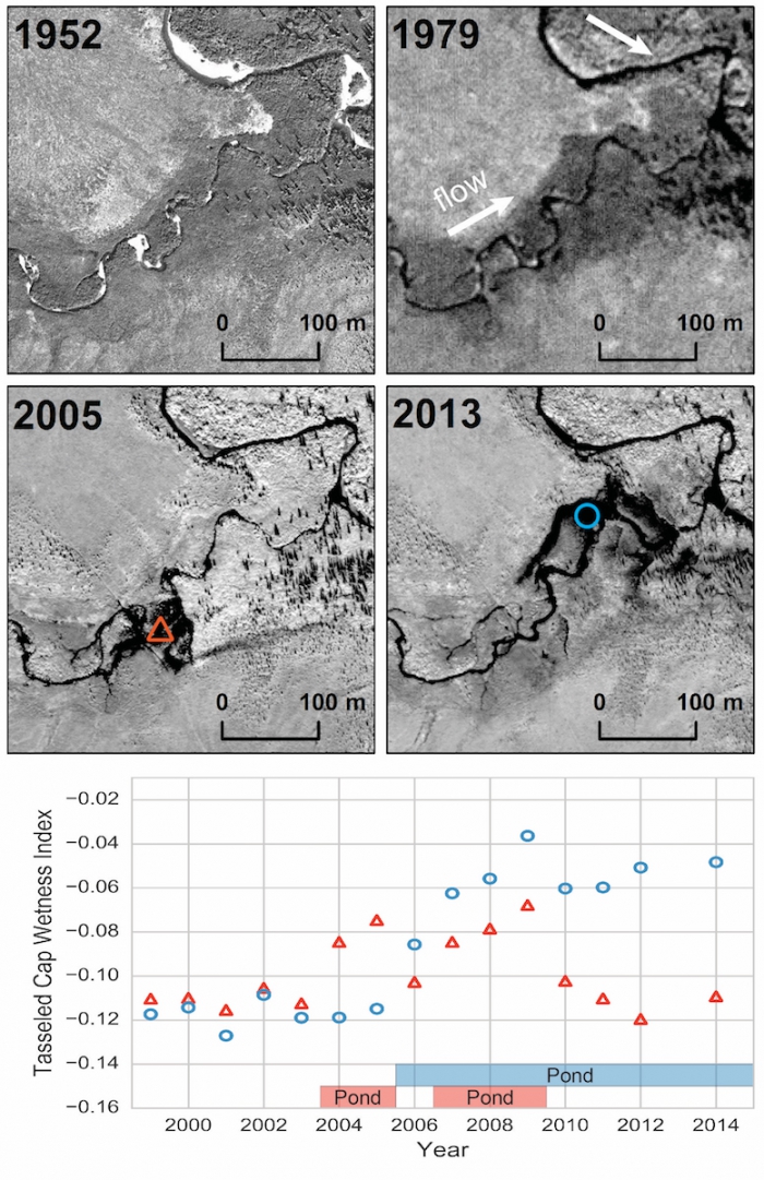 Figure 2. Time series of high-resolution imagery showing a relatively stable stream channel prior to beaver colonization evident in 2005 image. Dam construction, pond formation (2005 imagery), and pond relocation (2013 imagery) demonstrate the rapid change and disturbance imposed by beavers on Arctic stream ecosystems. Image time series consists of aerial photography (1952 and 1979), Digital Globe Inc. Quickbird imagery (2005), and Worldview 2 imagery (2013); spruce trees dot the right part of the images. 