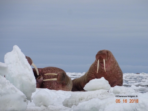 Walruses 1