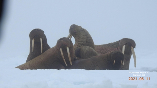 Walrus seen near Gambell.