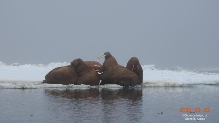 Sea ice conditions in Gambell.