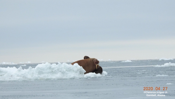 Walrus hauled out on ice near Gambell.