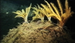 Stalked crinoids on a carbonate rock 725 m below the surface.