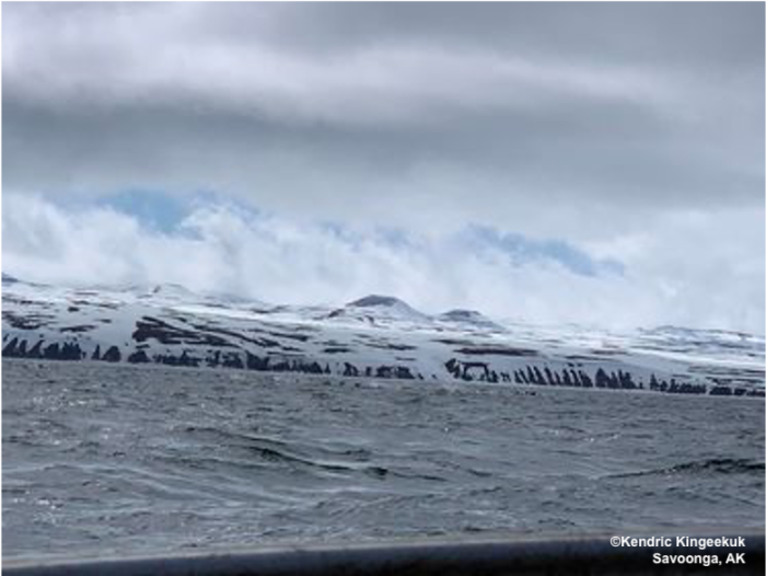 Walrus in the water near Savoonga. Photo courtesy of Kendric Kingeekuk.