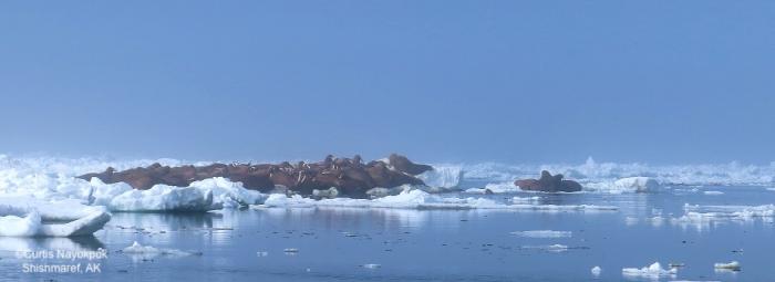 Sea ice and walrus near Shishmaref, AK. Photo courtesy of Curtis Nayokpuk.