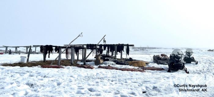 Oogruk drying in Shishmaref. Photo courtesy of Curtis Nayokpuk.