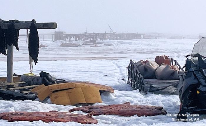 Oogruk drying in Shishmaref. Photo courtesy of Curtis Nayokpuk.