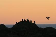 Least auklets at sunset. Kitnkik, east of Savoonga, St. Lawrence Island, Alaska. Photo by Lisa Sheffield Guy.