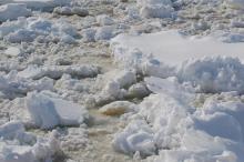 The brown coloration in the ice is caused by sea-ice diatoms that attach to the ice using a secreted mucus.  These sea-ice diatoms are important for the Antarctic ecosystem. Nathaniel B. Palmer, Gerlache Strait. October 2 2016